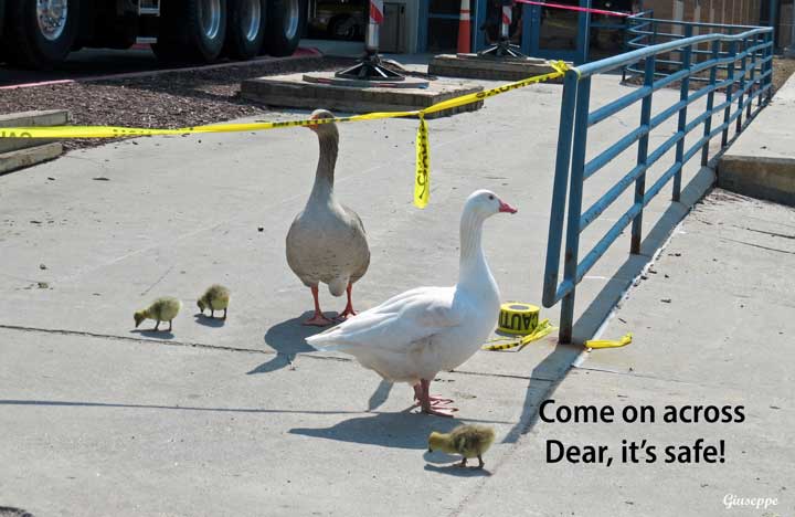 geese crossing