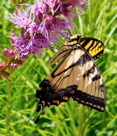 Luritzen's butterfly